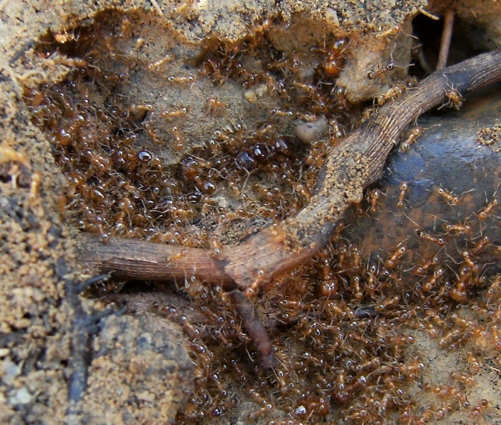 Pheidole